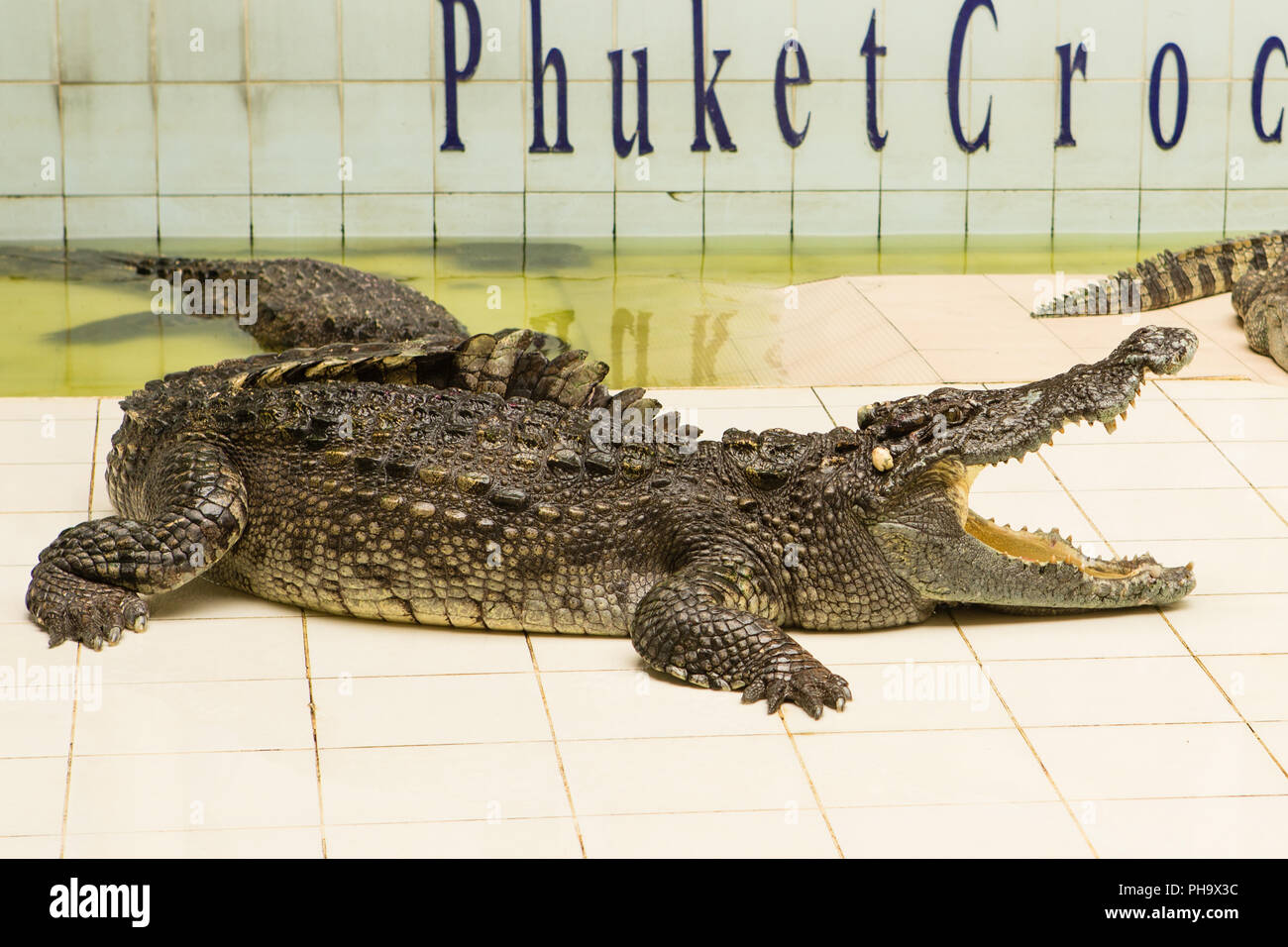 Deadly friendship of a man with a crocodile Deadly friendship of a man with a crocodile