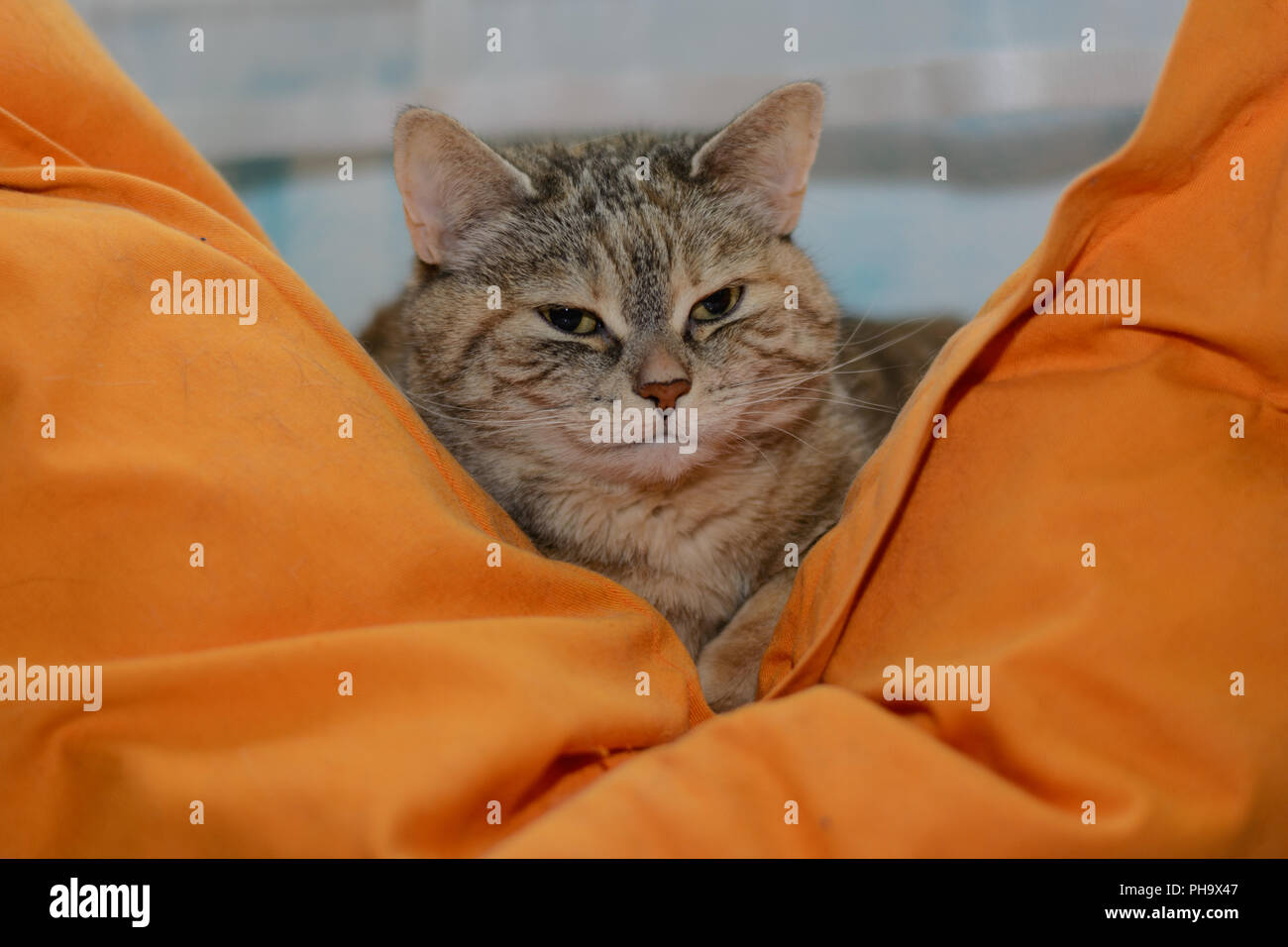 Gray cat is tired on a big pillow Stock Photo