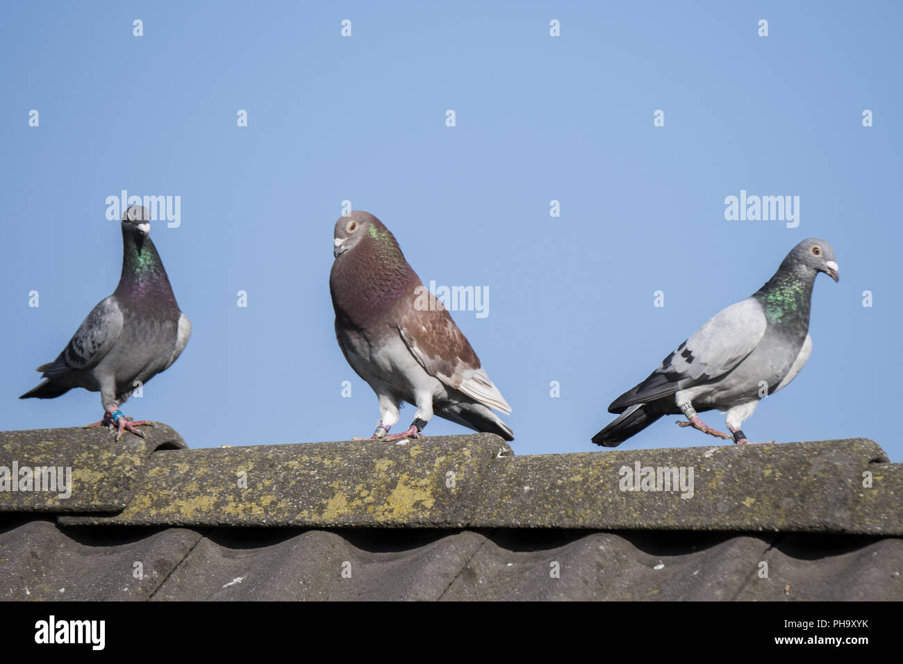Homing pigeons hires stock photography and images Alamy