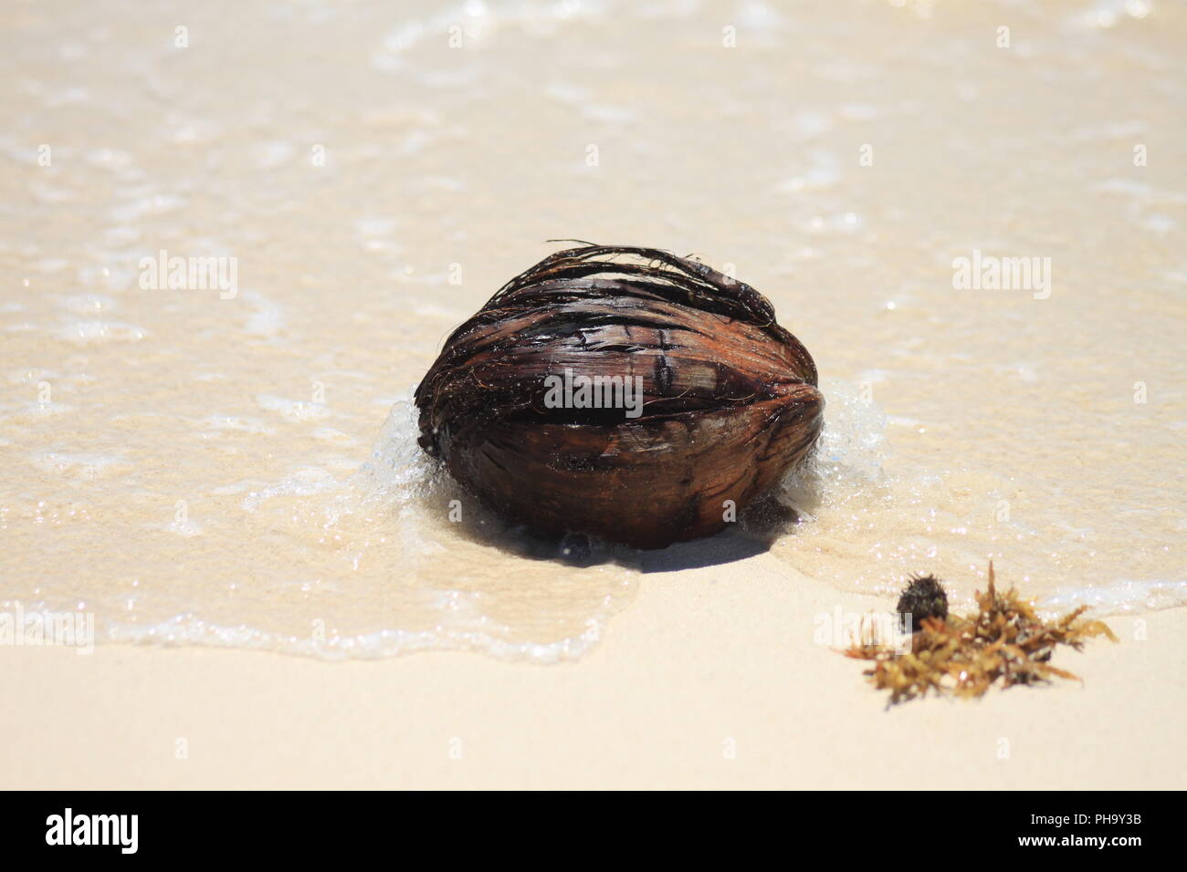 coconut on the beach Stock Photo Alamy