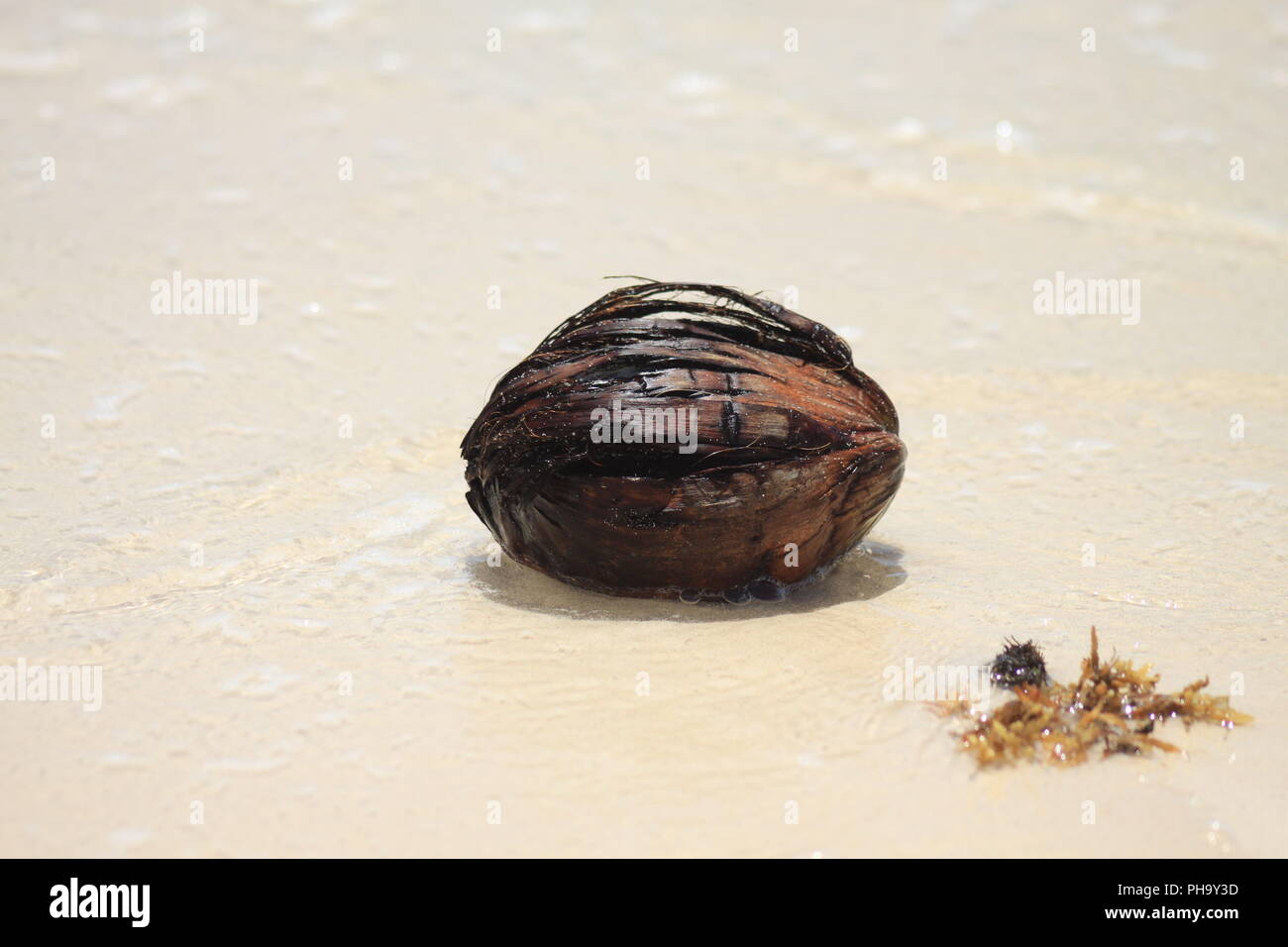 coconut on the beach Stock Photo Alamy