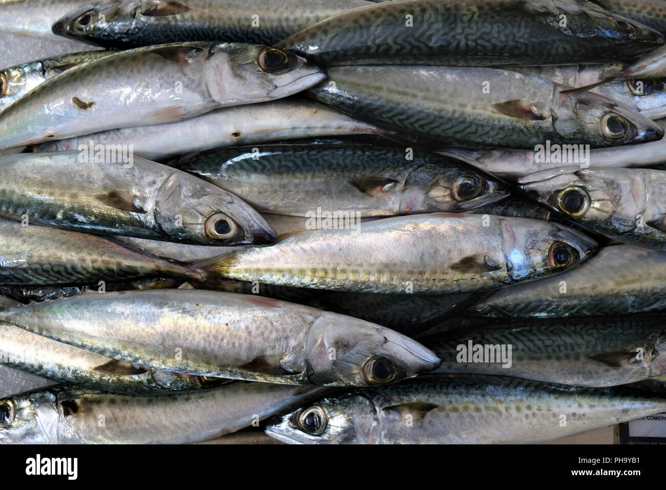 Freshly caught fish Stock Photo
