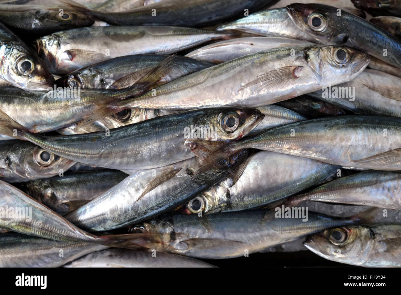 Freshly caught mackerels Stock Photo