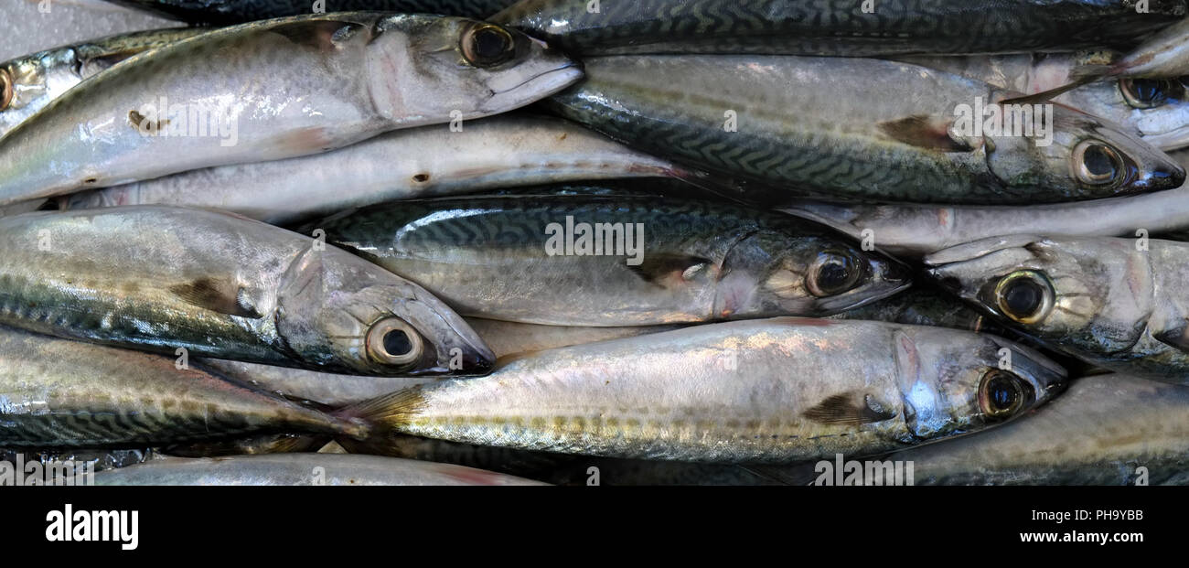 Freshly caught mackerels Stock Photo