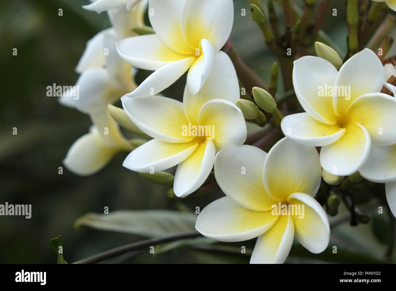 Wax flower Stock Photo