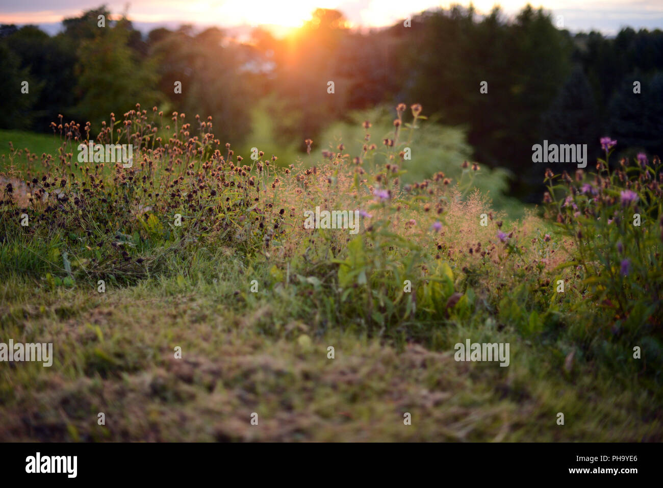 Meadow of wildflowers hi-res stock photography and images - Alamy