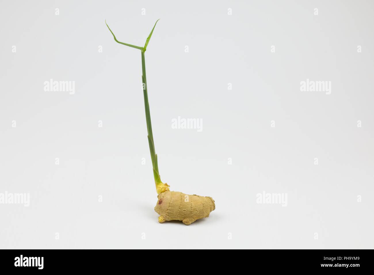 Ginger plant. Piece of root ginger sprouting into plant Stock Photo