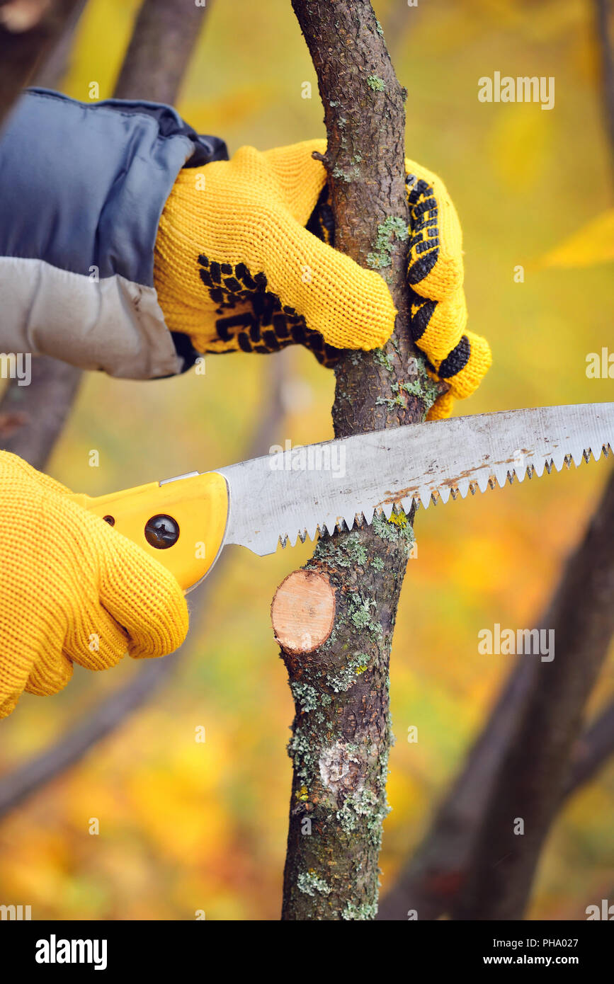 Hands with gloves of gardener doing maintenance work, pruning trees in