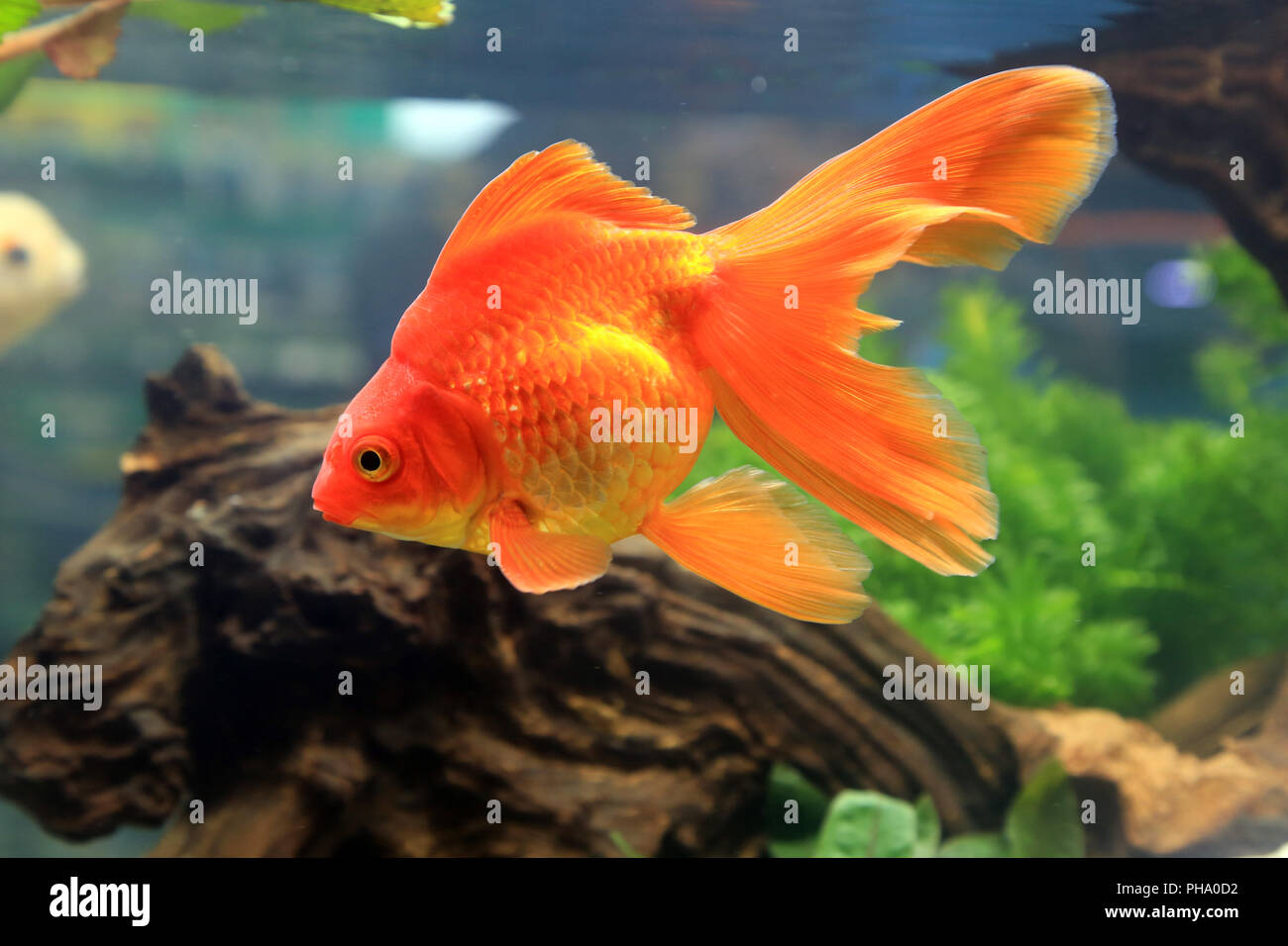 Goldener Ryukin Goldfisch, Red Ryukin Goldfish, Carassius auratus Stock Photo