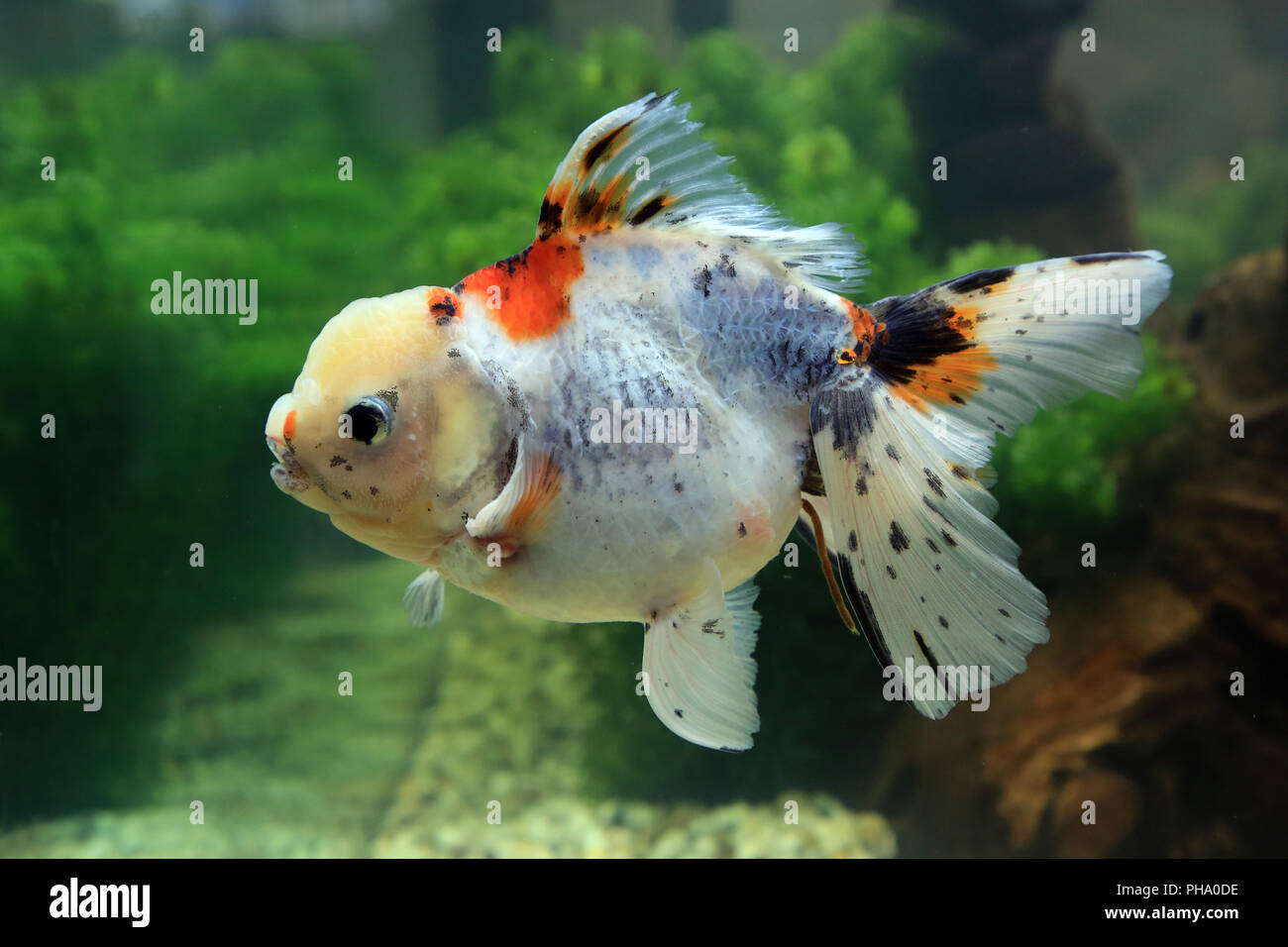 Oranda Goldfisch, Goldfish Oranda, Carassius auratus Stock Photo