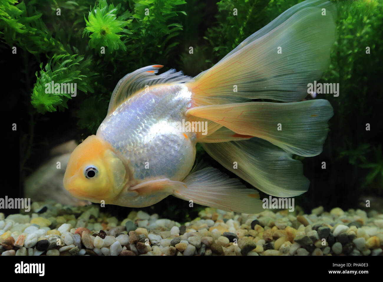 Goldfish Oranda, Carassius auratus Stock Photo