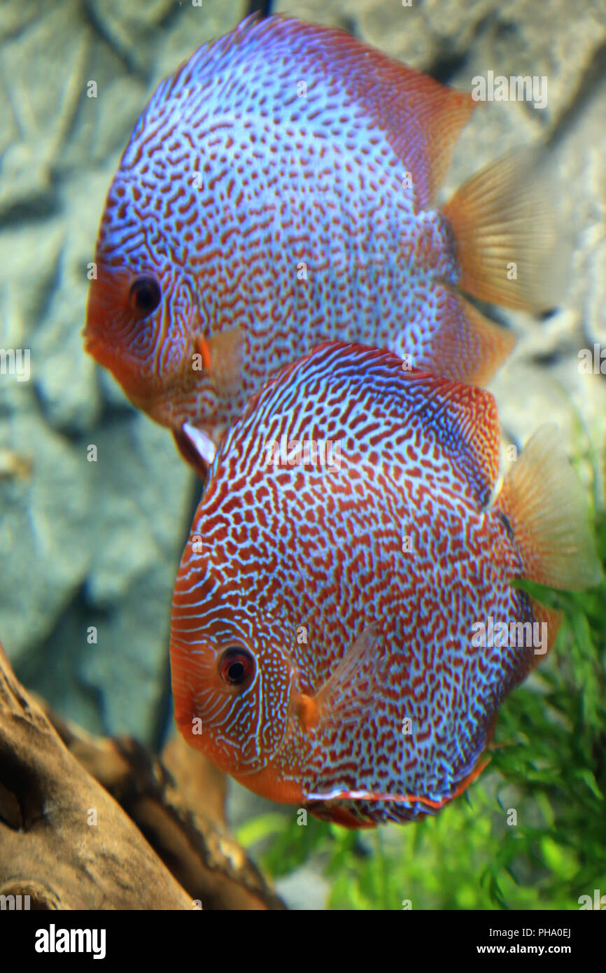 A pair of discus fishes, Symphysodon aequifasciatus Stock Photo