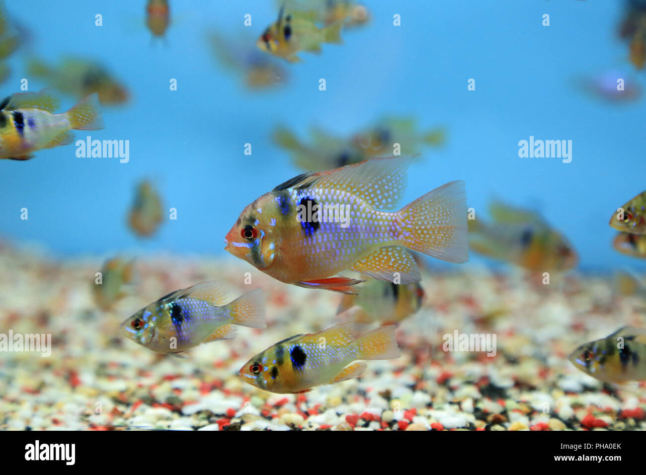 Butterfly cichlids, mikrogeophagus ramirezi Stock Photo