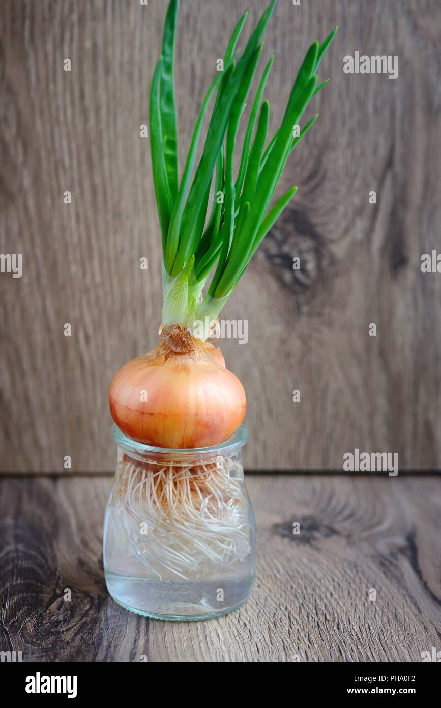 Sprouted onions in glass hi-res stock photography and images - Alamy