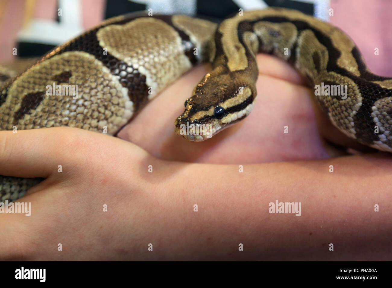 Presentation of a royal python, Python regius Stock Photo