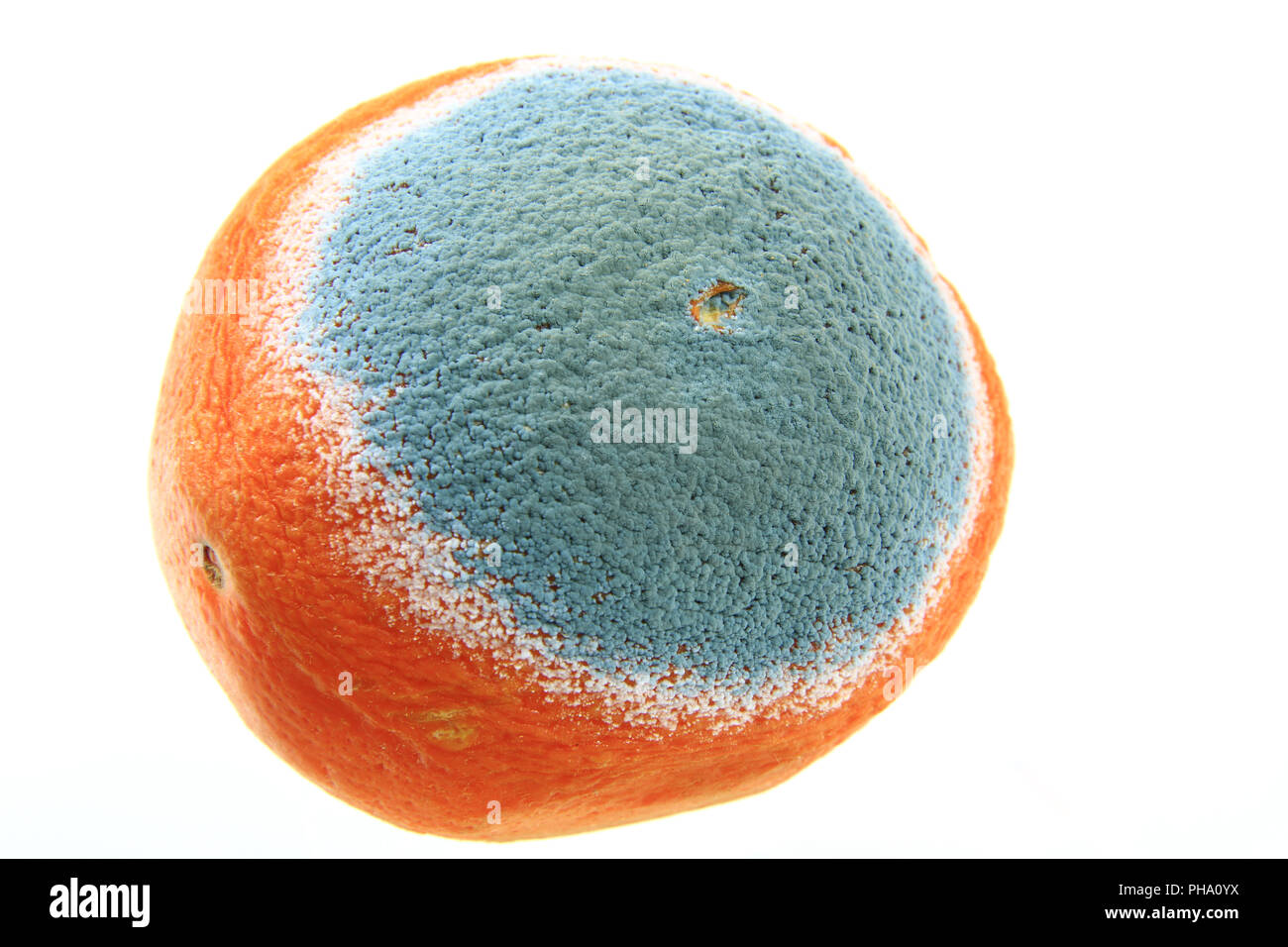 Mold on an orange Stock Photo