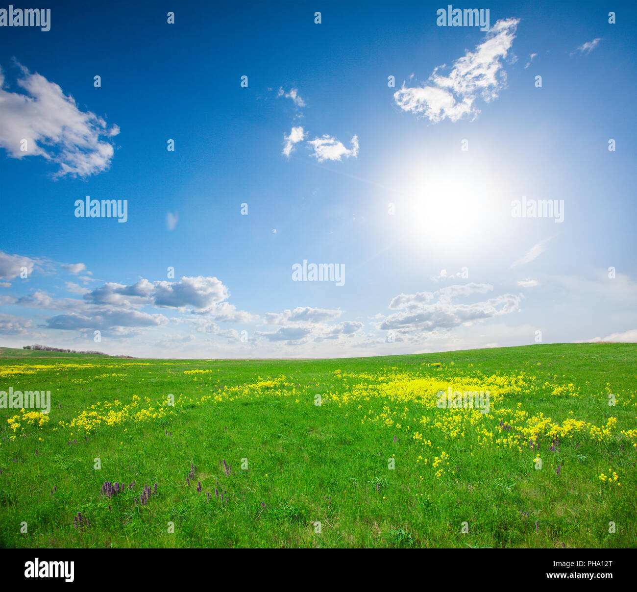 Green field with flowers under blue cloudy sky Stock Photo - Alamy