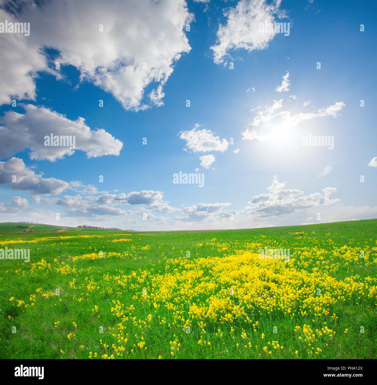 Green field with flowers under blue cloudy sky Stock Photo - Alamy