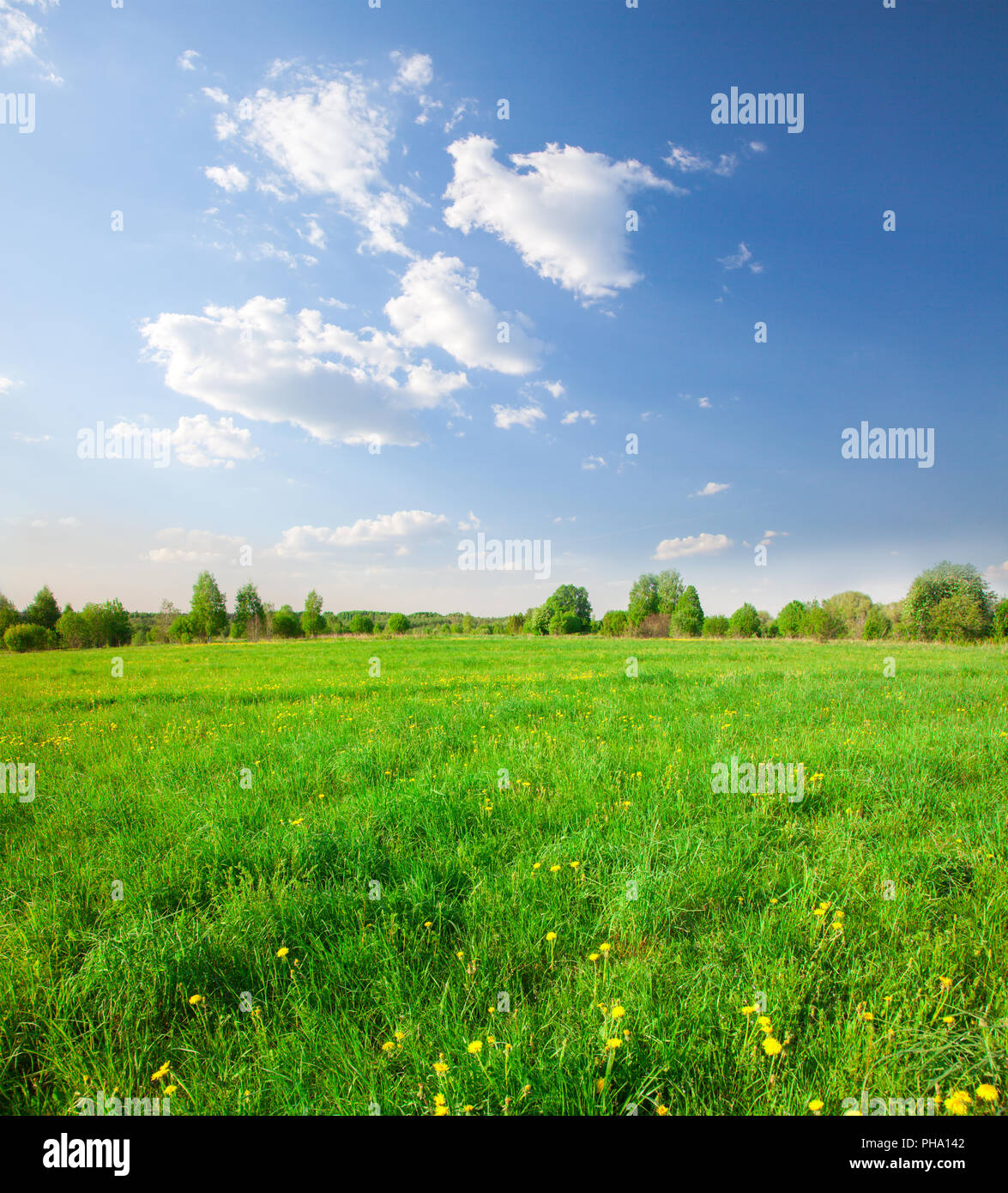 Green field with flowers under blue cloudy sky Stock Photo - Alamy