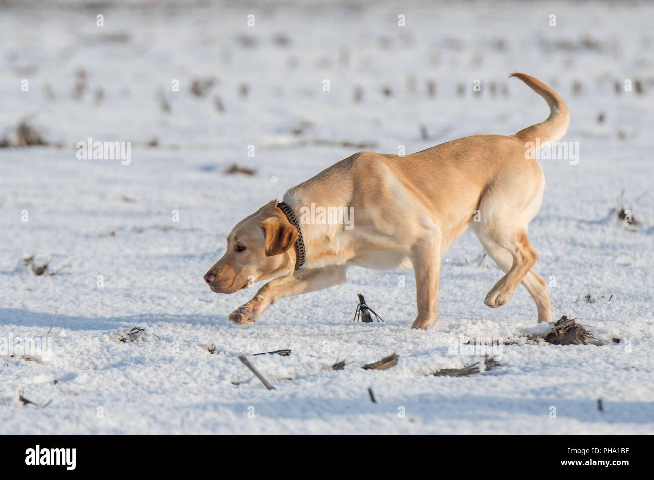 Labrador in the snow Stock Photo - Alamy