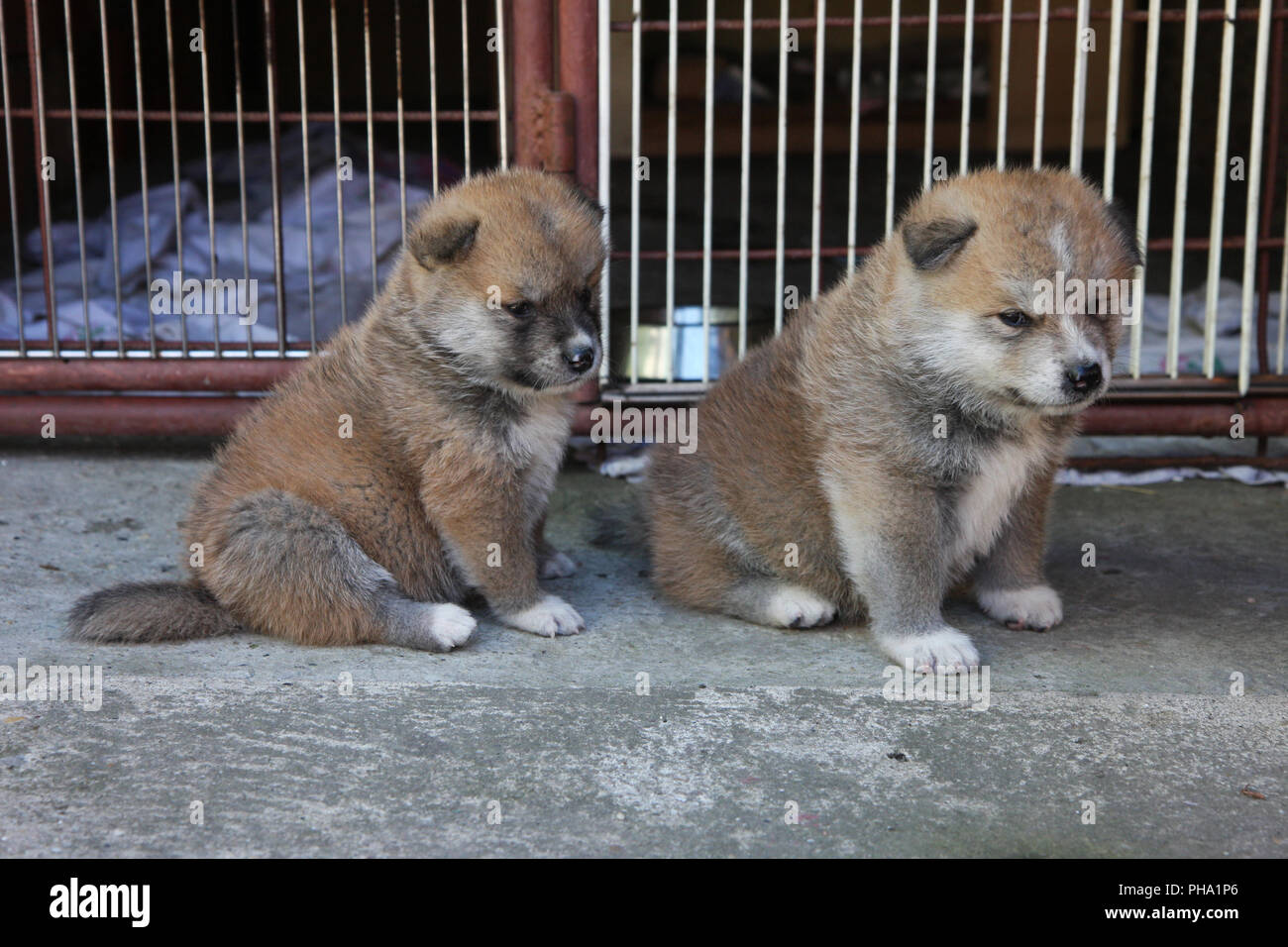 akita inu for sale