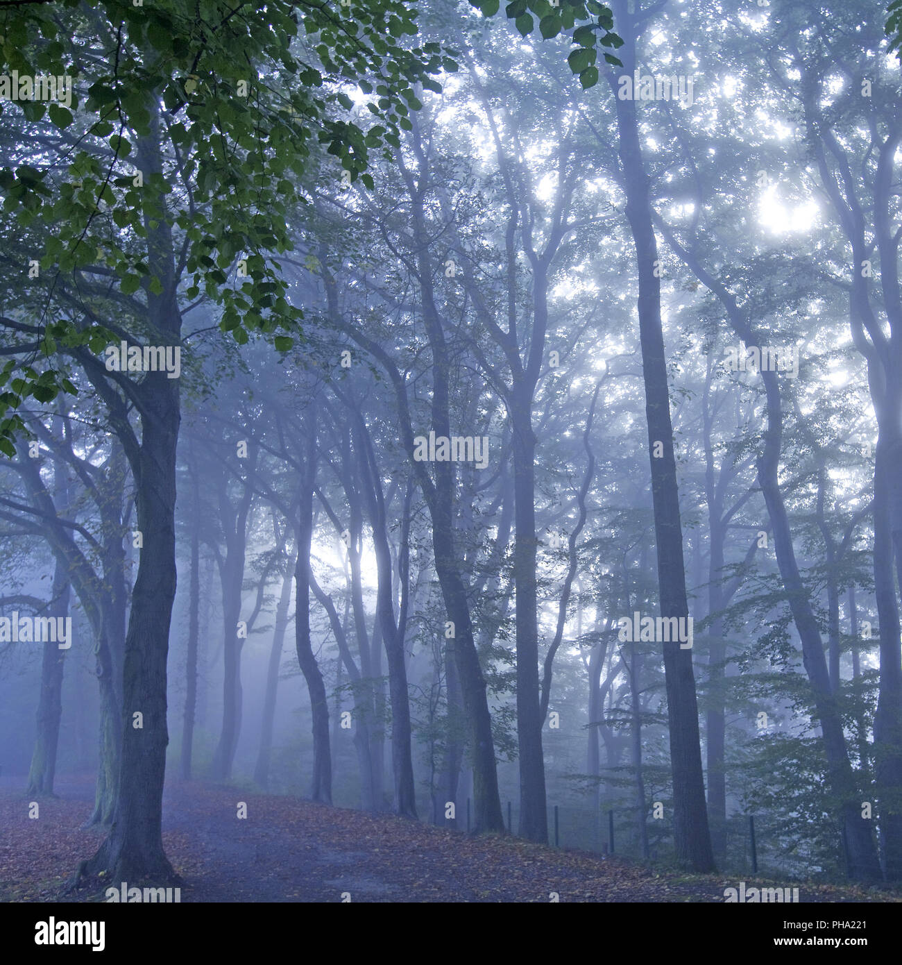 mysterious misty forest at dawn, Witten, Ruhr Area, North Rhine-Westphalia, Germany Stock Photo