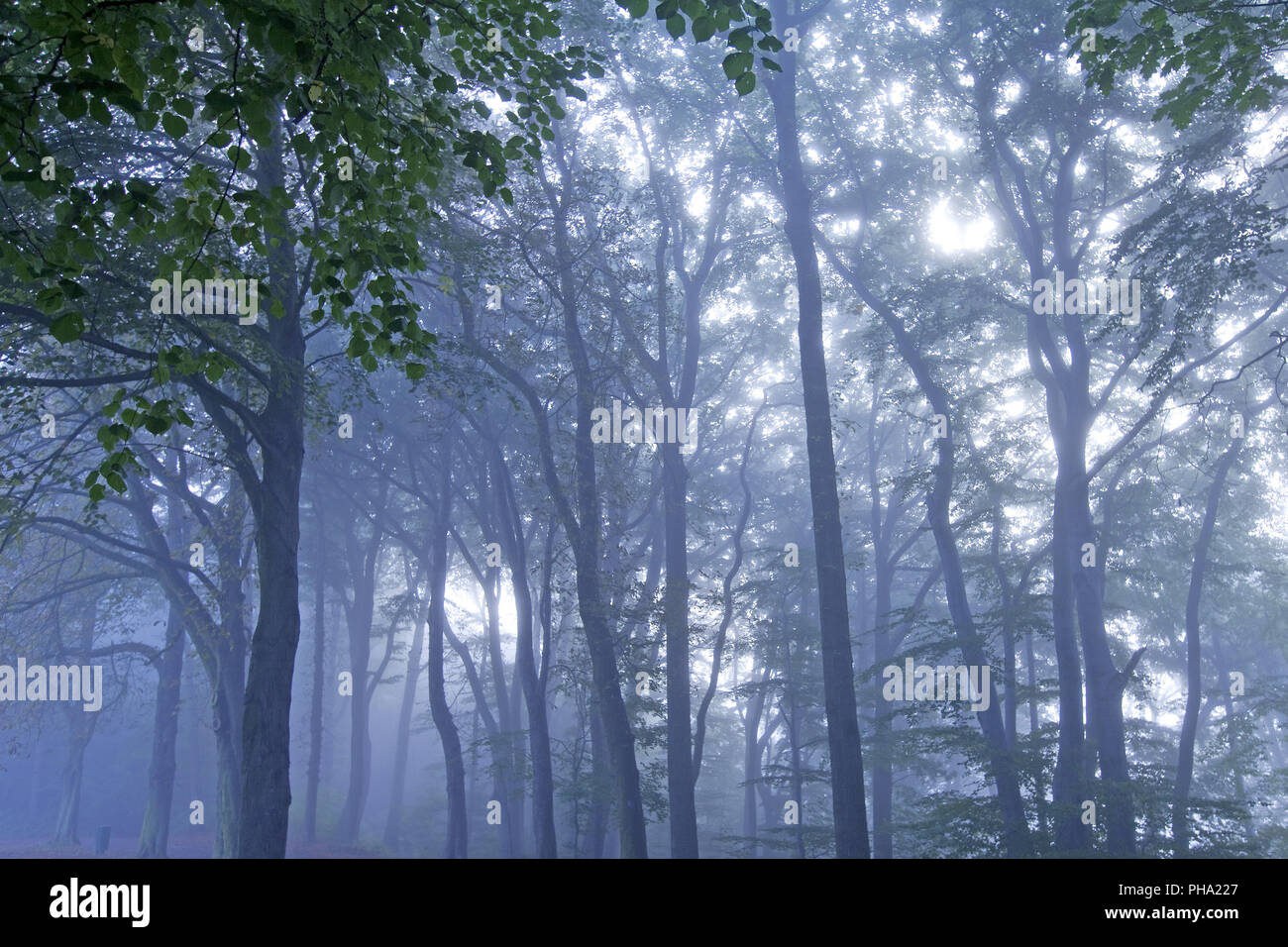 mysterious misty forest at dawn, Witten, Ruhr Area, North Rhine-Westphalia, Germany Stock Photo