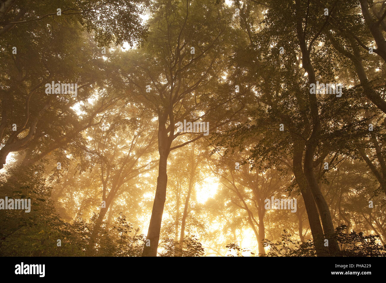 sunrise in misty forest, Witten, Ruhr Area, North Rhine-Westphalia, Germany Stock Photo