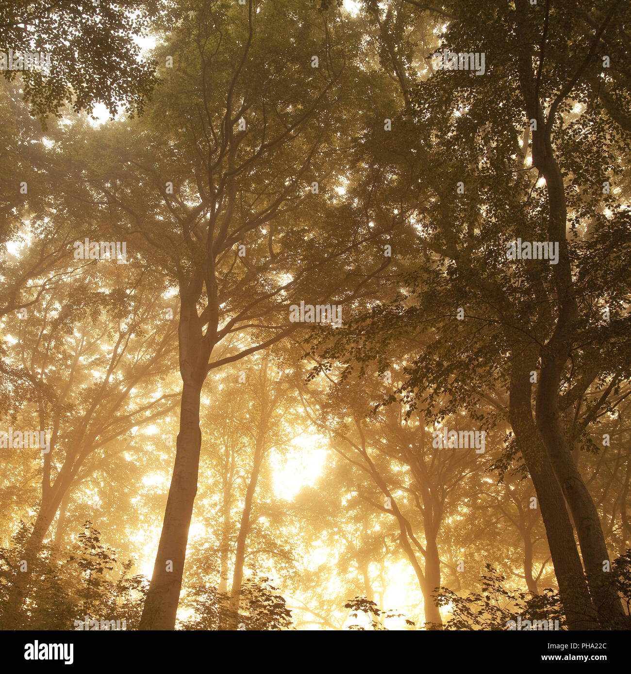 sunrise in misty forest, Witten, Ruhr Area, North Rhine-Westphalia, Germany Stock Photo