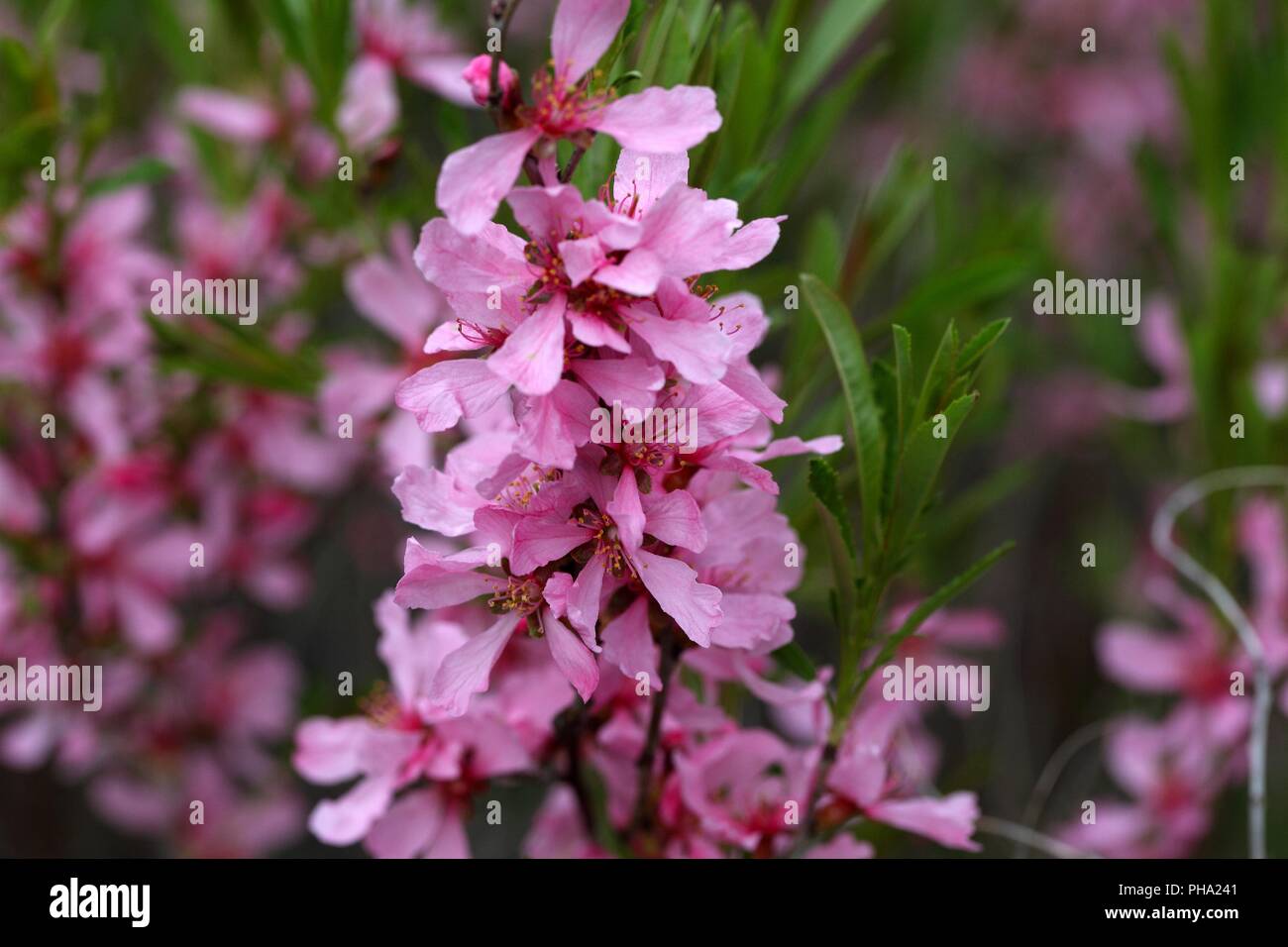Flowers of the Russian Almond Tree (Prunus tenella). Stock Photo
