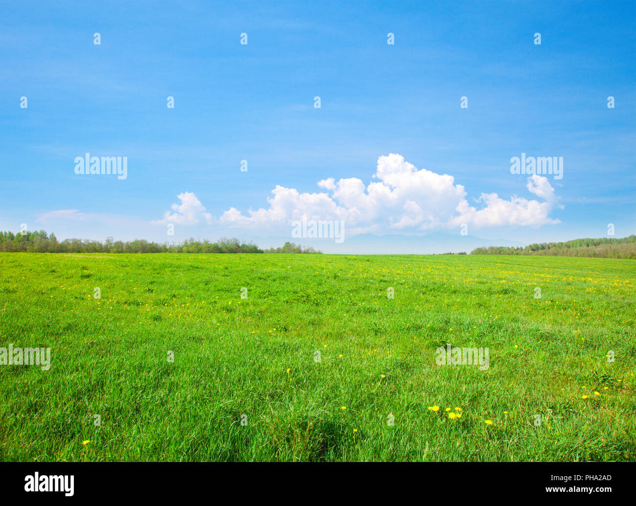 Green field with flowers under blue cloudy sky Stock Photo - Alamy