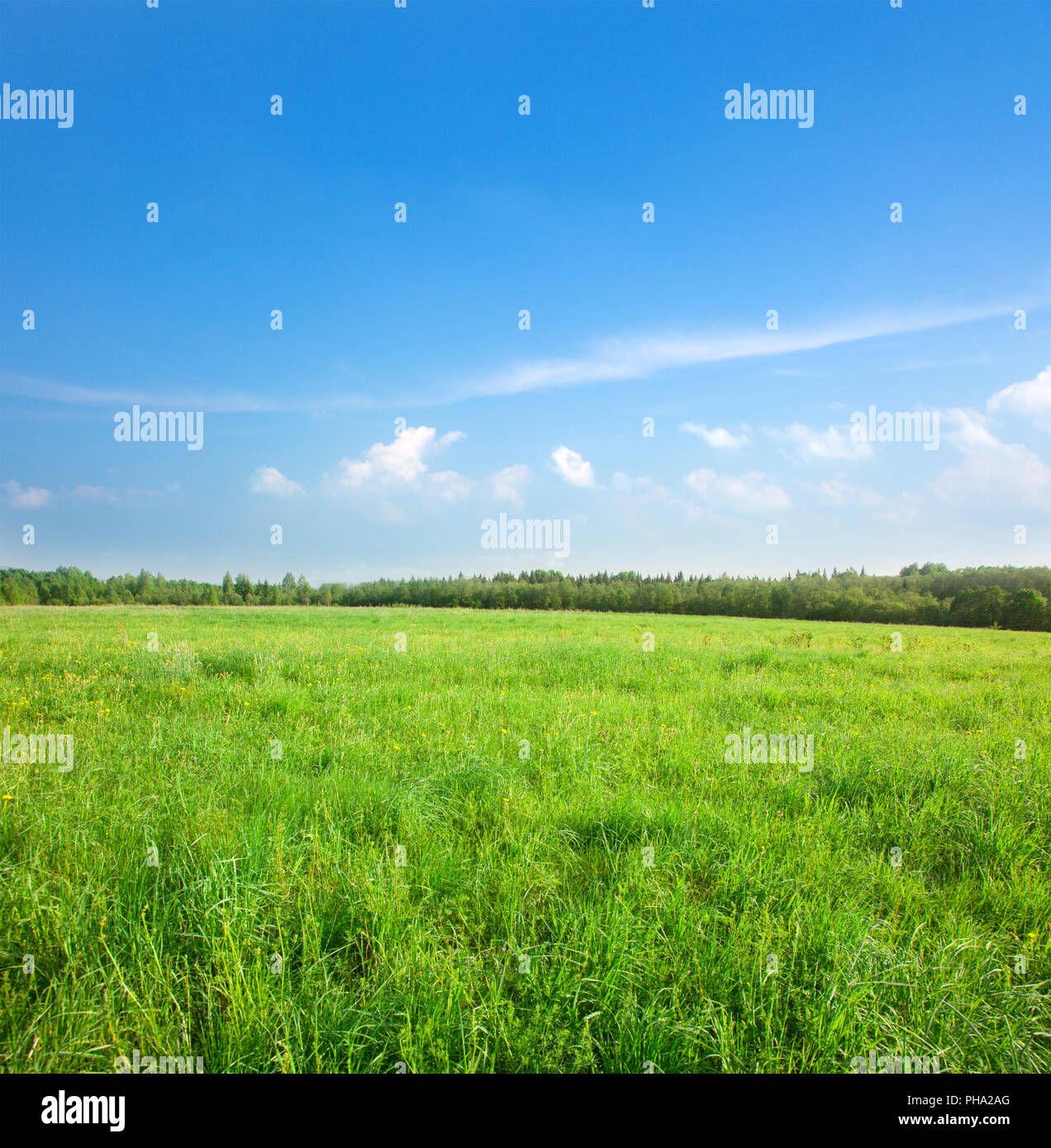 Green field with flowers under blue cloudy sky Stock Photo - Alamy