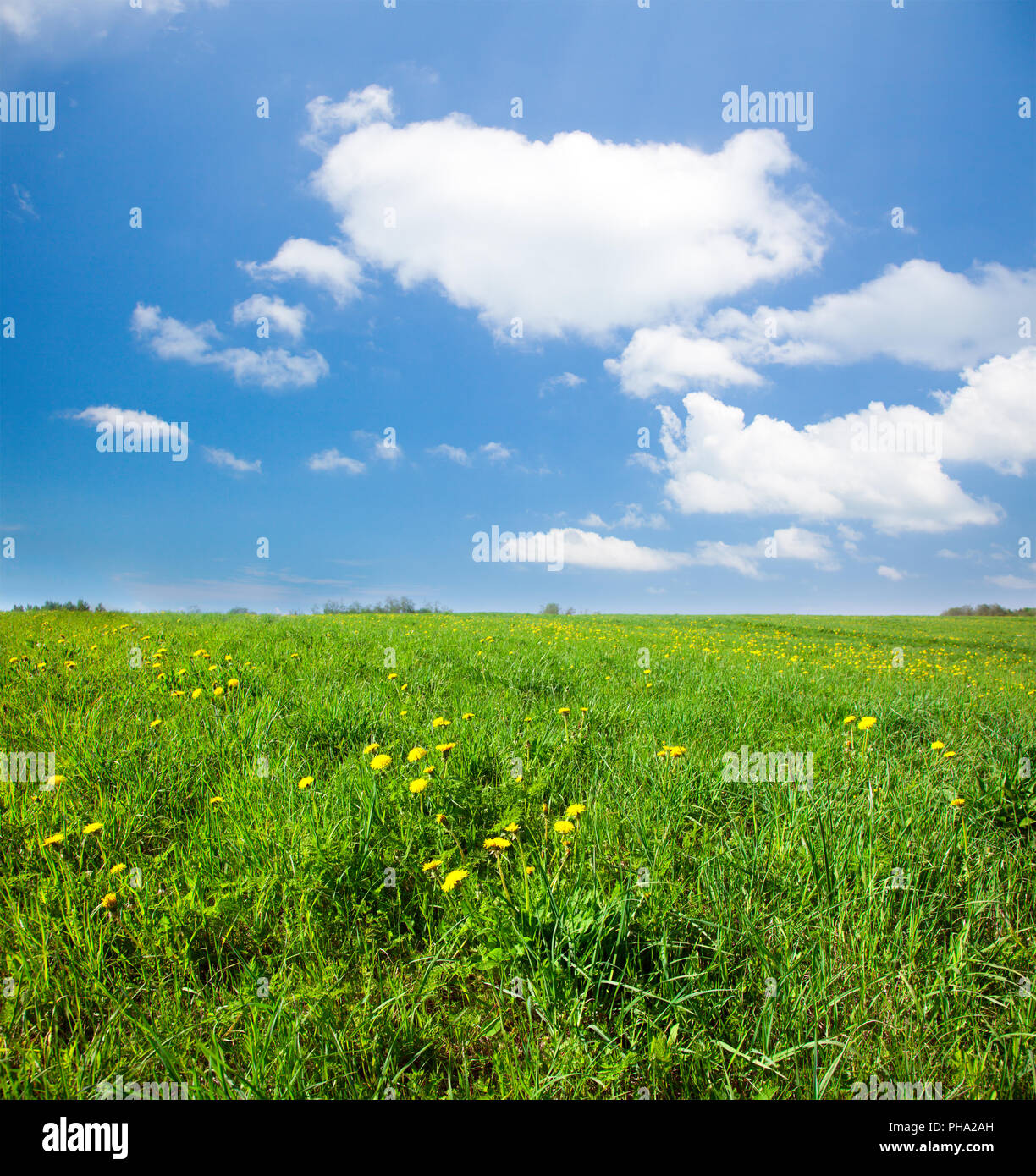 Green field with flowers under blue cloudy sky Stock Photo - Alamy