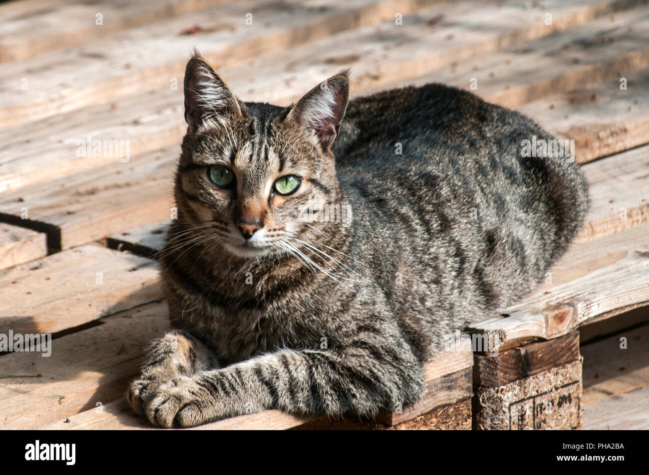 Male gray tabby cat resting on wooden boards floor outdoors Stock Photo