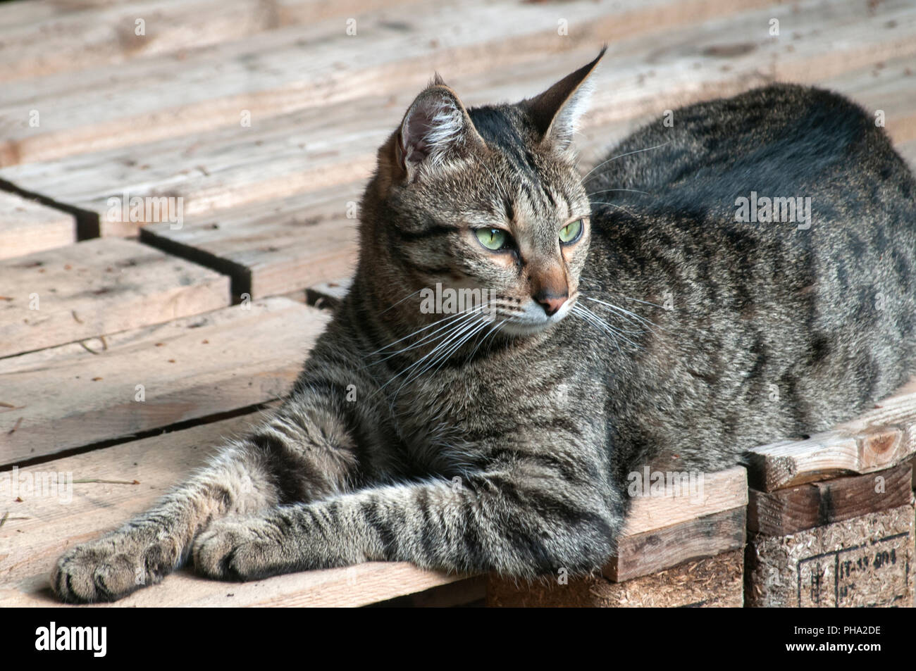 Male Gray Tabby Cat Resting On Wooden Boards Floor Outdoors Stock Photo Alamy