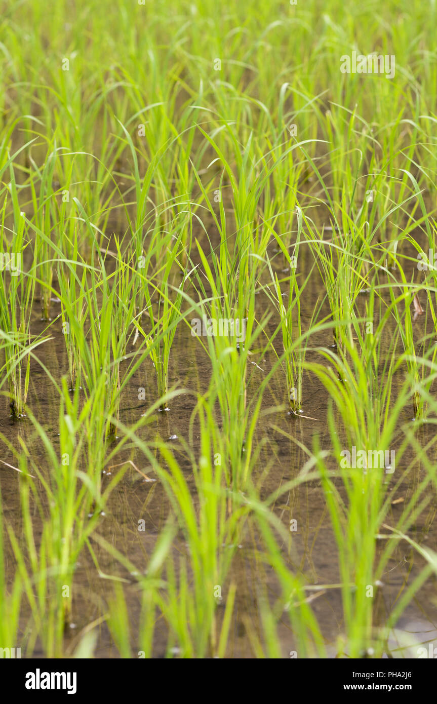 Green rice field on the island of Luzon, Philippines. Stock Photo