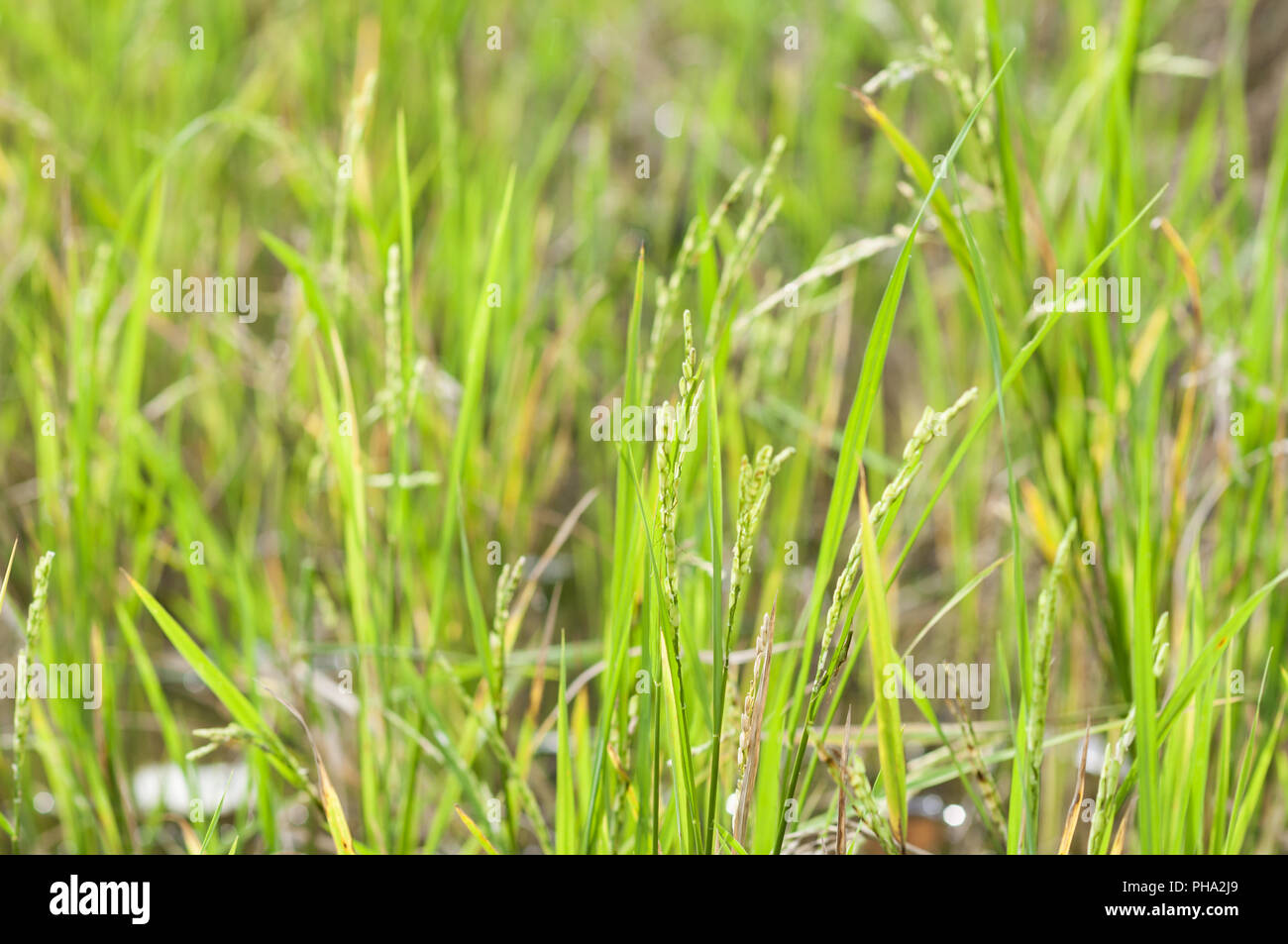 Green rice field on the island of Luzon, Philippines. Stock Photo