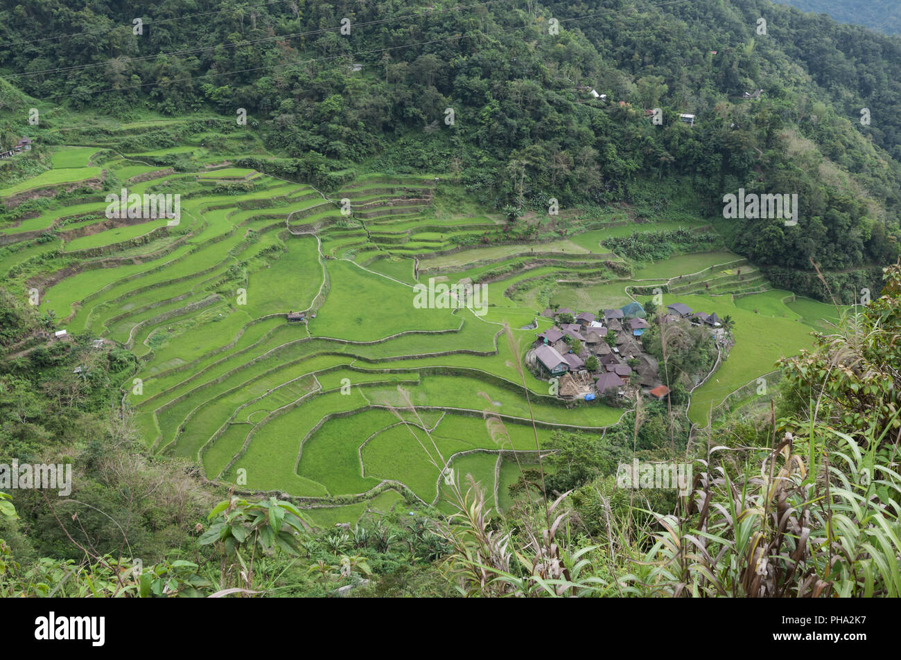 Cordon Rice Field Green rice field on the island of Luzon, Philippines Stock Photo - Alamy