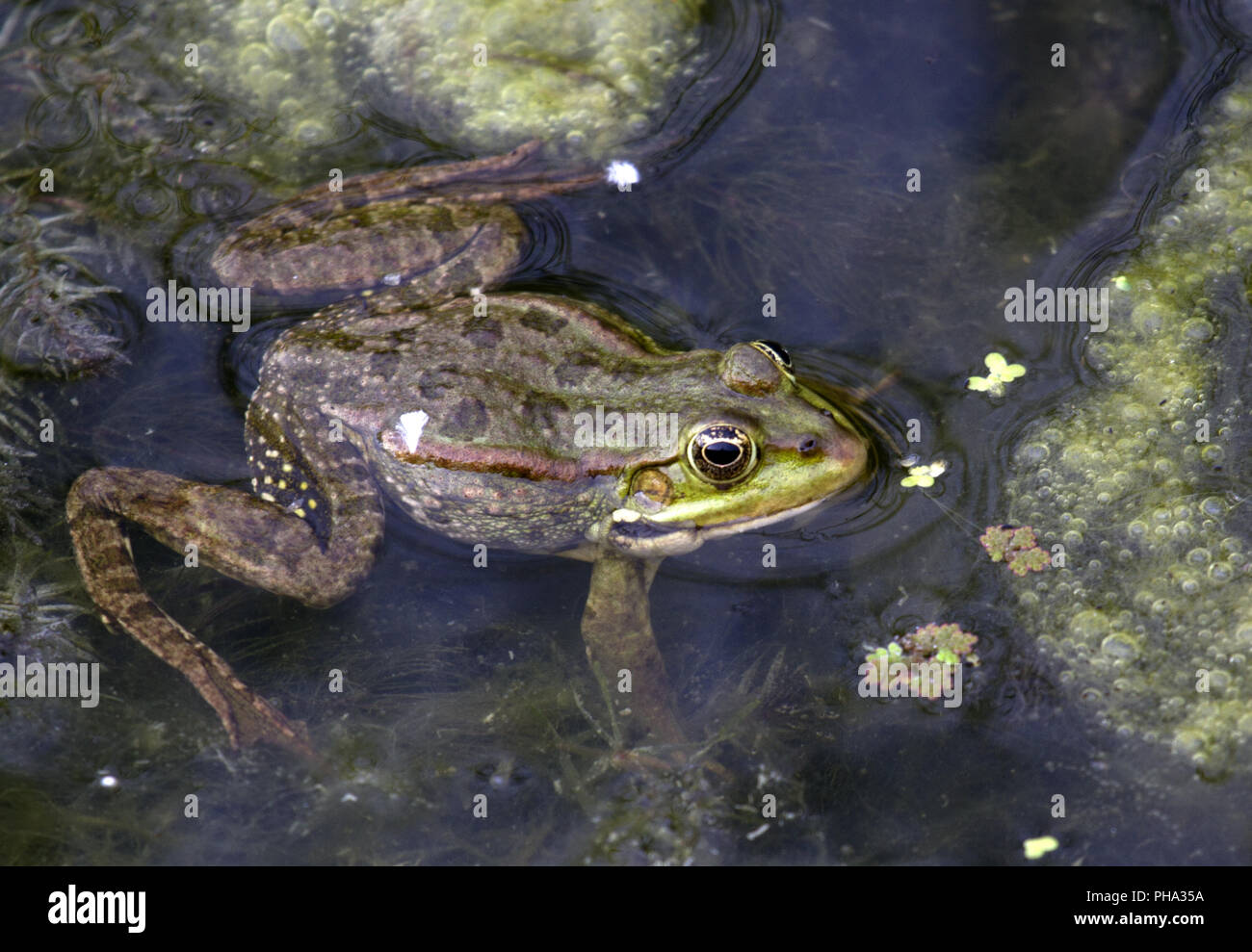 Water frog, Donau delta, Sfântu Romania Stock Photo Alamy