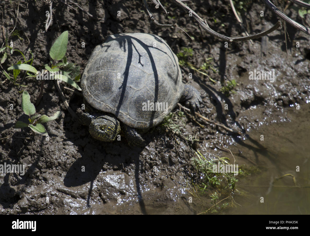 Swamp turtle, Gura Dobrogei, Dobrudscha, Romania Stock Photo Alamy