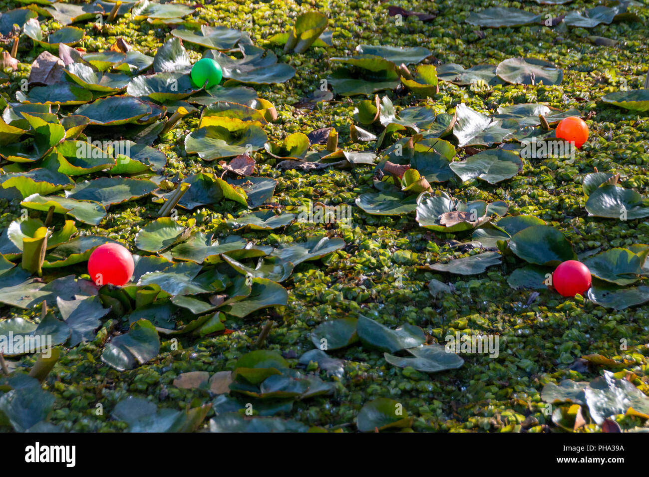 four coloured plastic balls resting on water plants covering the