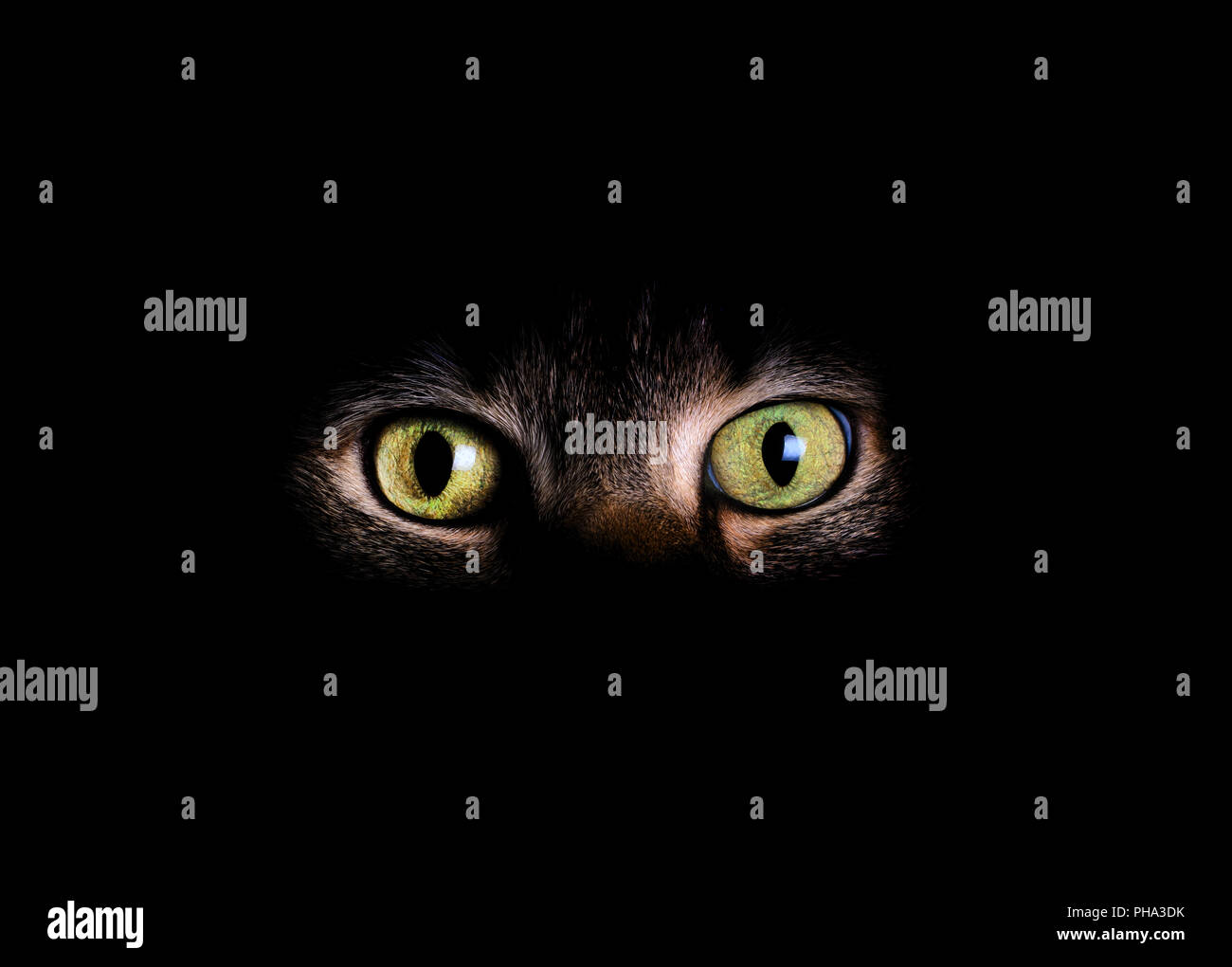Animal eyes and face in dark background Stock Photo