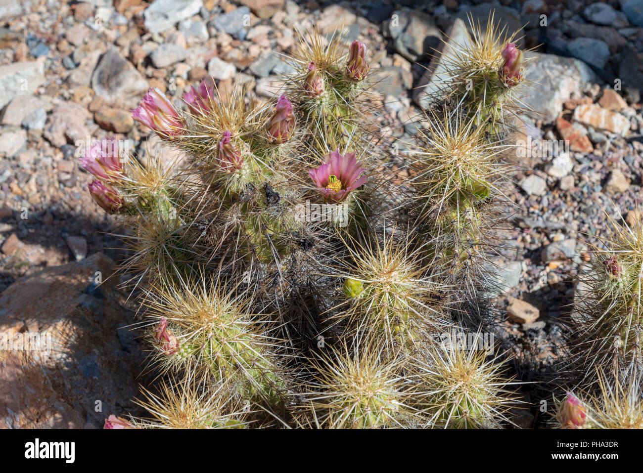Teddy bear cactus with pink bloosoms Stock Photo Alamy