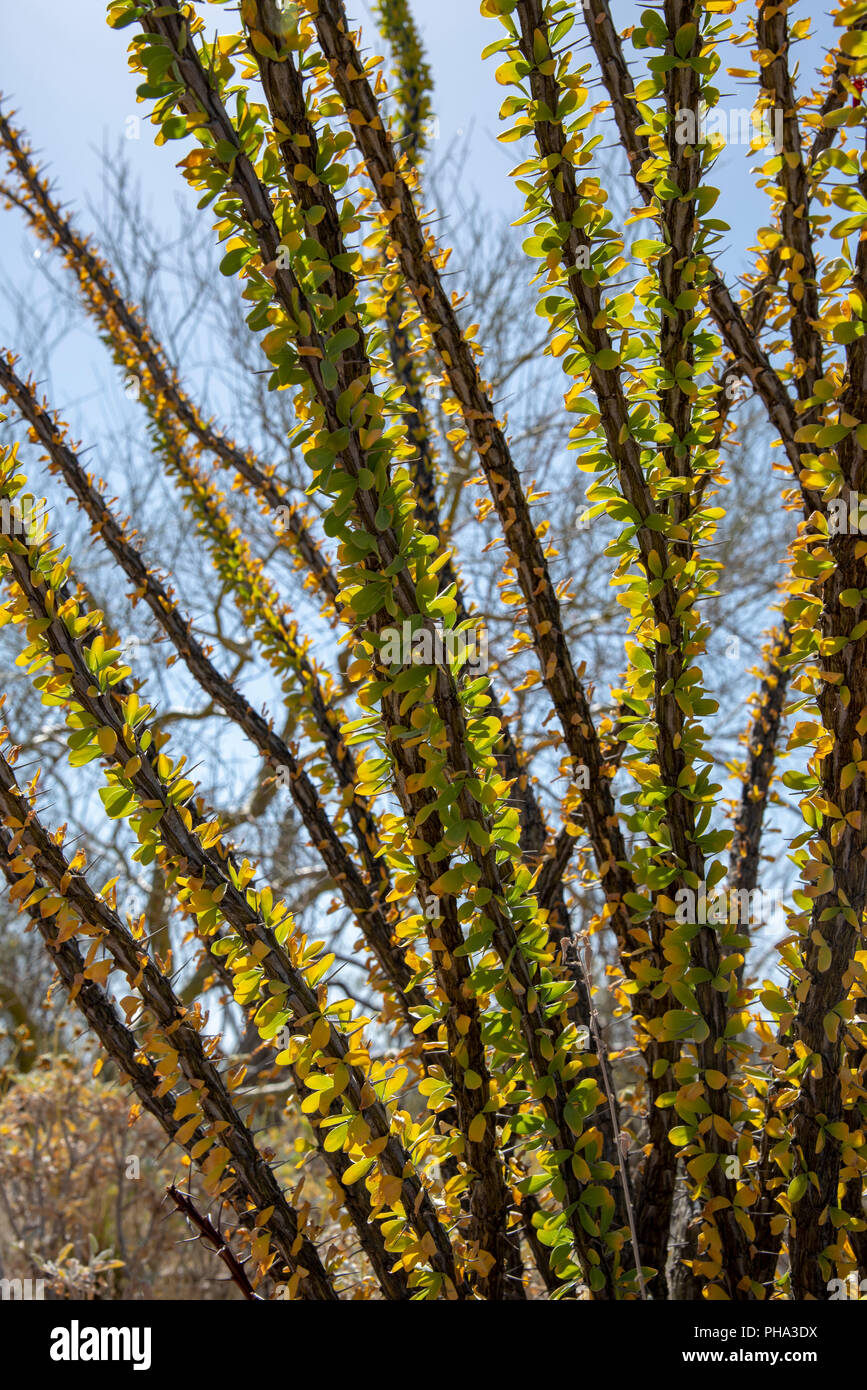Tall desert plant hi-res stock photography and images - Alamy