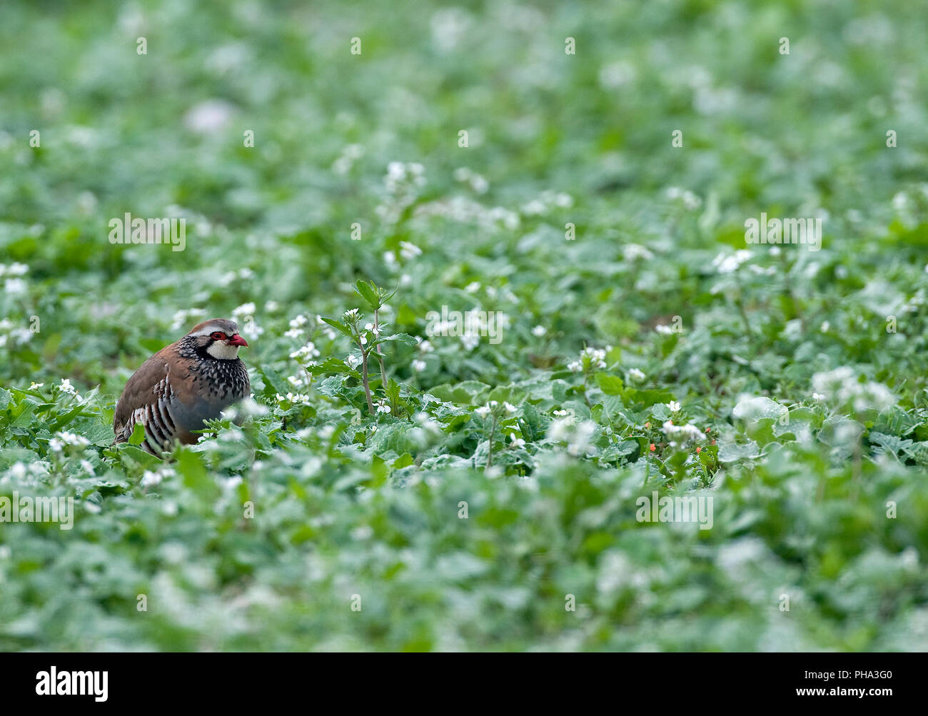 Red-legged Partridge (Alectoris rufa) Southern France Perdrix rouge Stock Photo