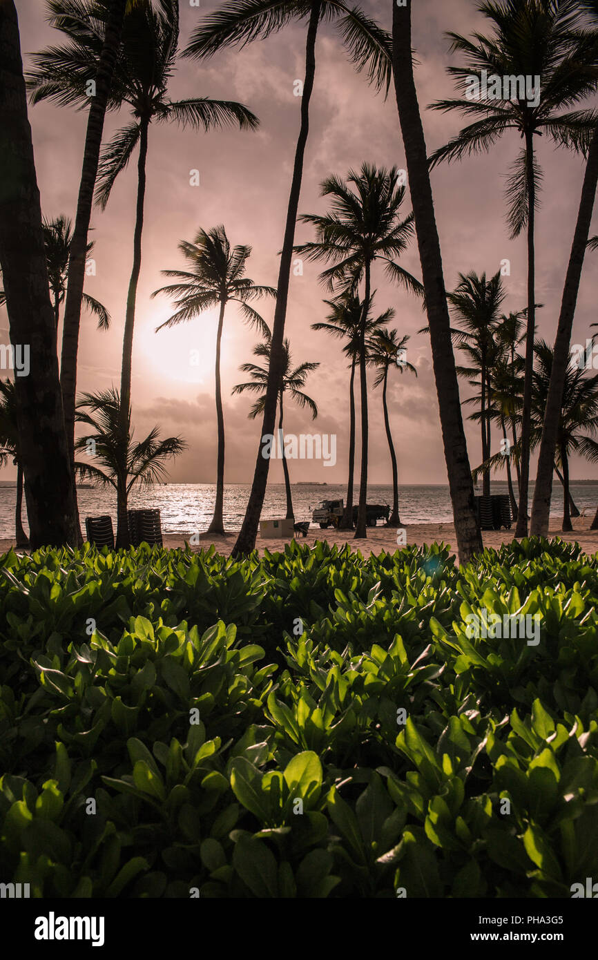 Beach with palm trees at sunrise Stock Photo - Alamy