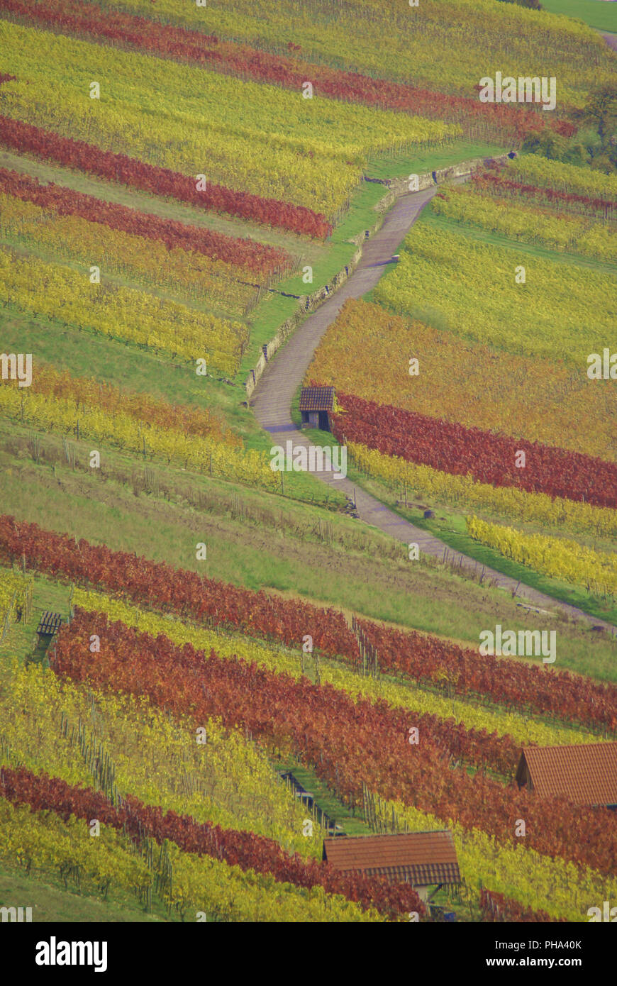 Autumn in the vineyards above Ingelfingen, Baden-Wuerttemberg, Germany Stock Photo