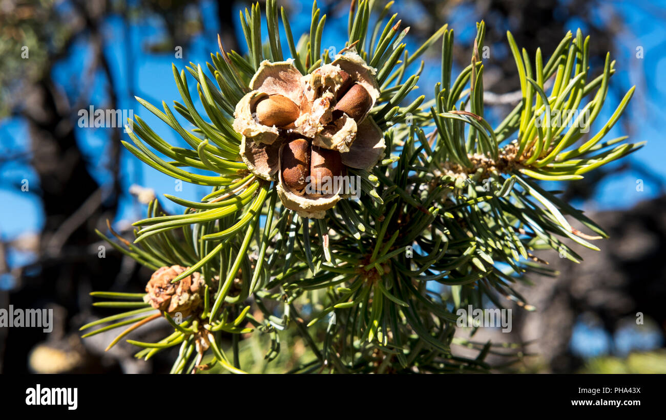 Pinyon nuts bursting out from a cracked cone, the delicious harvest of the pinyon pine tree, South Rim, Grand Canyon, Arizona, USA Stock Photo