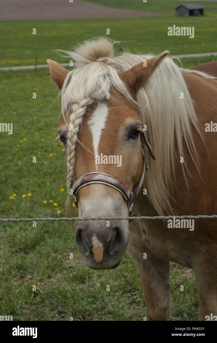 Horse with pigtail, Obersontheim, Baden-Wuerttemberg, Germany Stock Photo