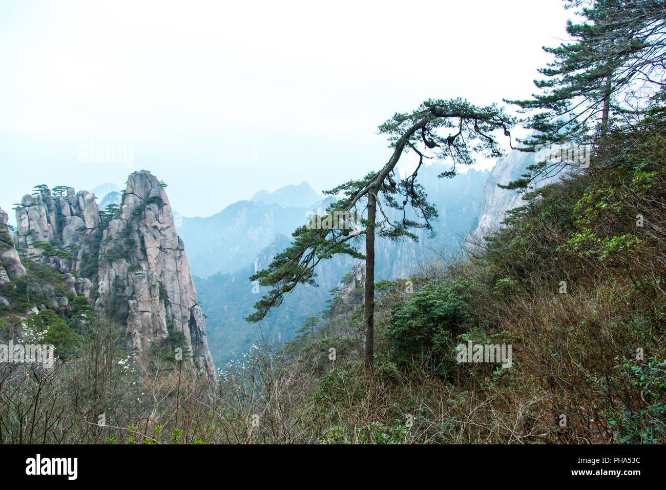 Pine in Huang Shan, China Stock Photo